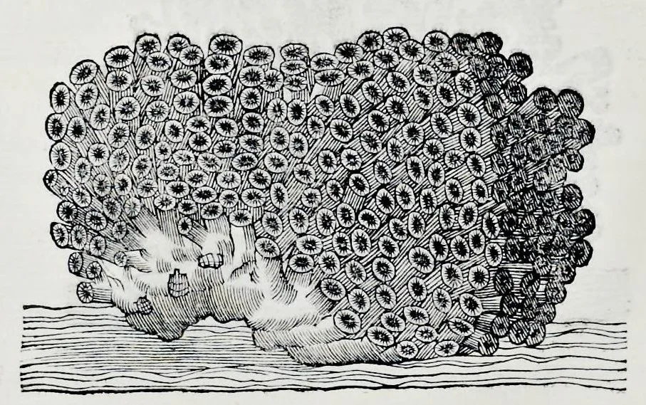 An illustration from Historia natvrale, 1672, leaf 641