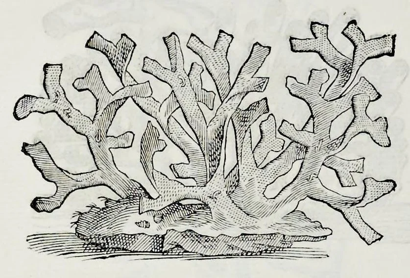 An illustration from Historia natvrale, 1672, leaf 643
