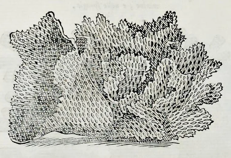 An illustration from Historia natvrale, 1672, leaf 643