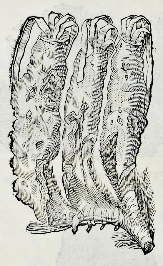 An illustration from Historia natvrale, 1672, leaf 645