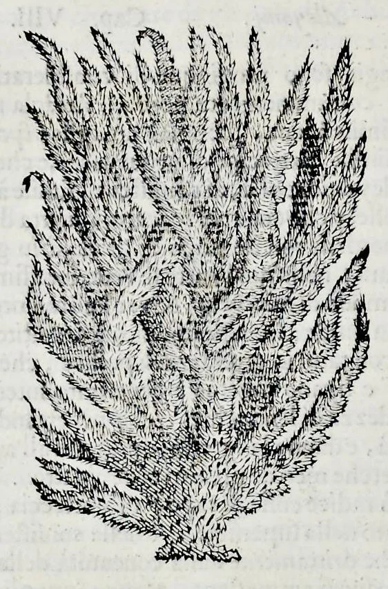 An illustration from Historia natvrale, 1672, leaf 651