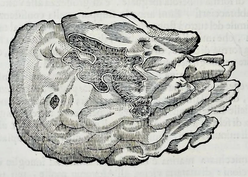 An illustration from Historia natvrale, 1672, leaf 651