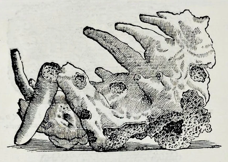 An illustration from Historia natvrale, 1672, leaf 653
