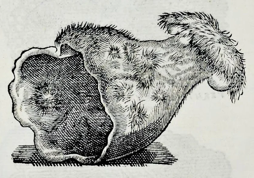 An illustration from Historia natvrale, 1672, leaf 653