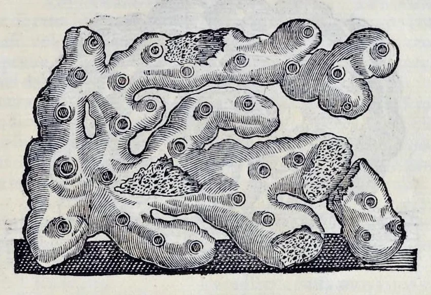 An illustration from Historia natvrale, 1672, leaf 654