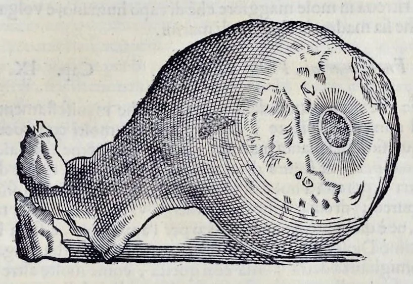 An illustration from Historia natvrale, 1672, leaf 654