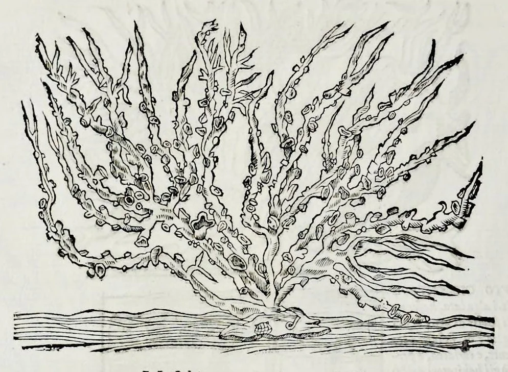 An illustration from Historia natvrale, 1672, leaf 663