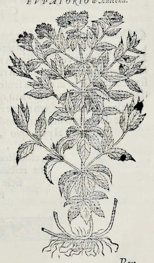 An illustration from Historia natvrale, 1672, leaf 669