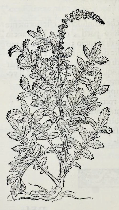 An illustration from Historia natvrale, 1672, leaf 669
