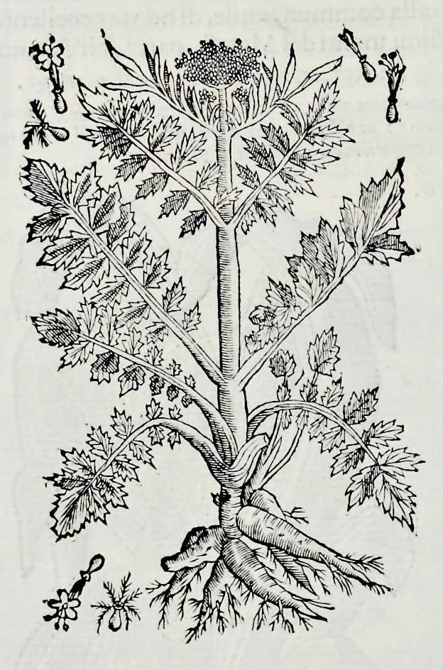 An illustration from Historia natvrale, 1672, leaf 671