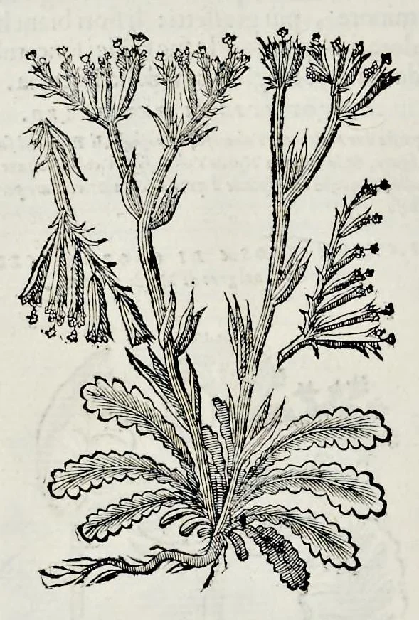 An illustration from Historia natvrale, 1672, leaf 673