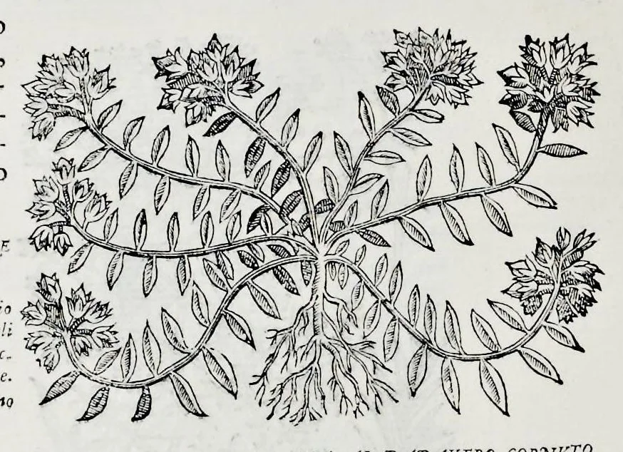 An illustration from Historia natvrale, 1672, leaf 675