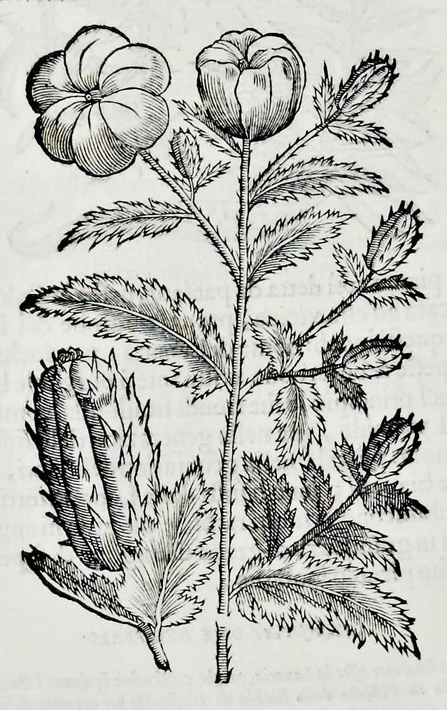 An illustration from Historia natvrale, 1672, leaf 675