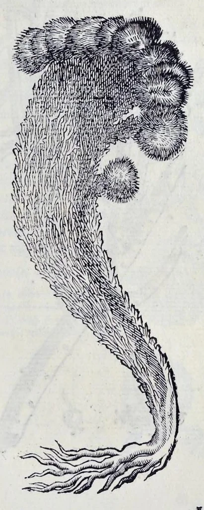 An illustration from Historia natvrale, 1672, leaf 676