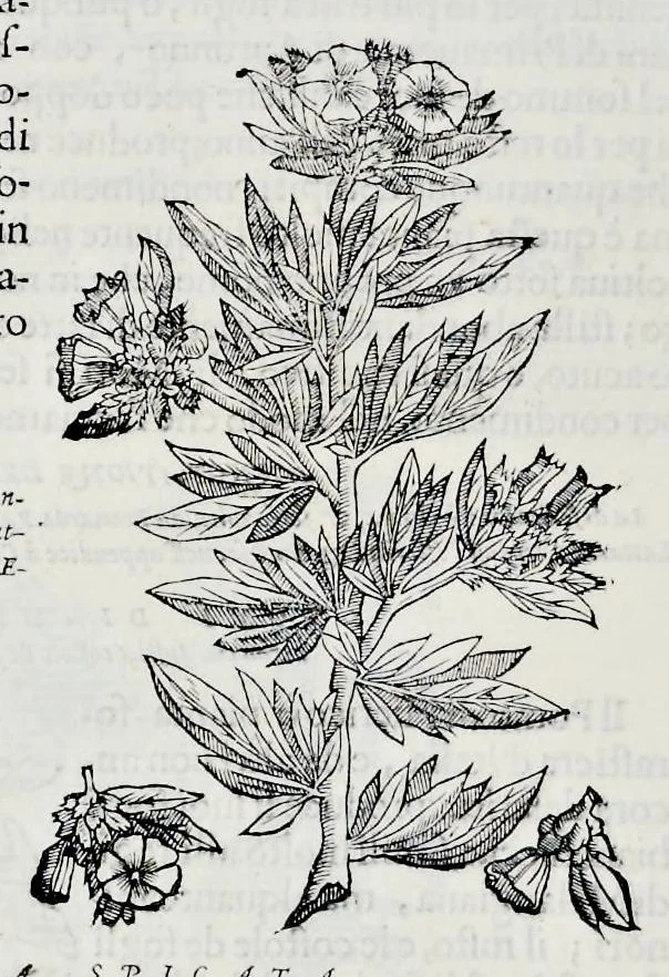 An illustration from Historia natvrale, 1672, leaf 679
