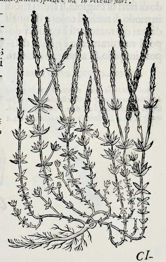 An illustration from Historia natvrale, 1672, leaf 679