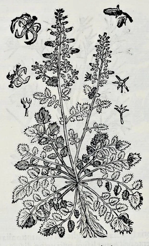 An illustration from Historia natvrale, 1672, leaf 681
