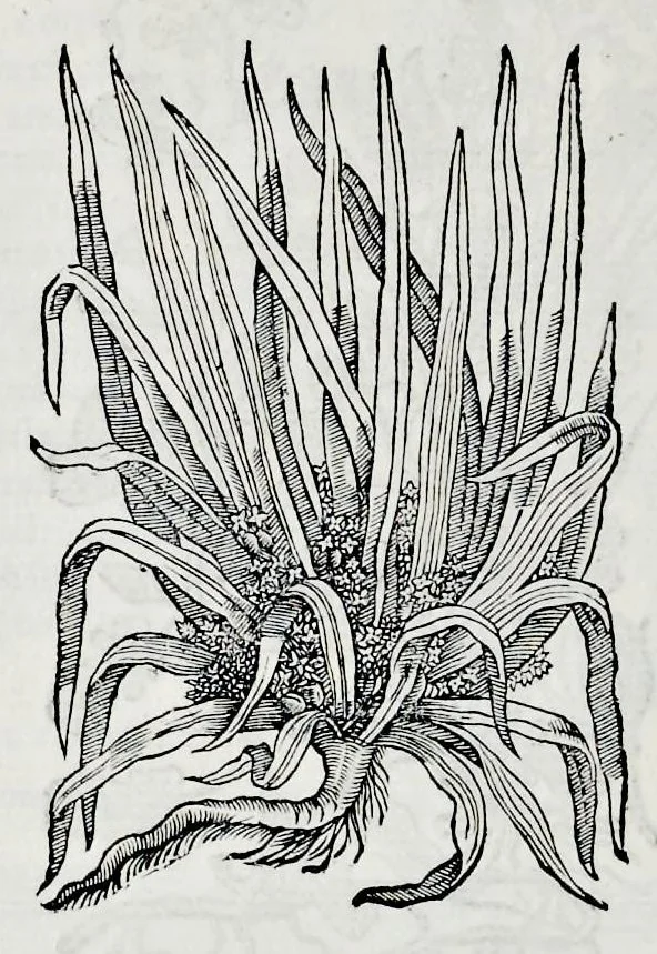 An illustration from Historia natvrale, 1672, leaf 685