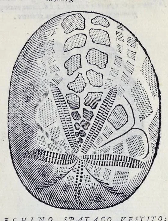 An illustration from Historia natvrale, 1672, leaf 698
