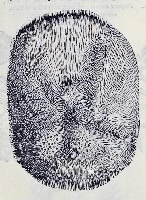 An illustration from Historia natvrale, 1672, leaf 698