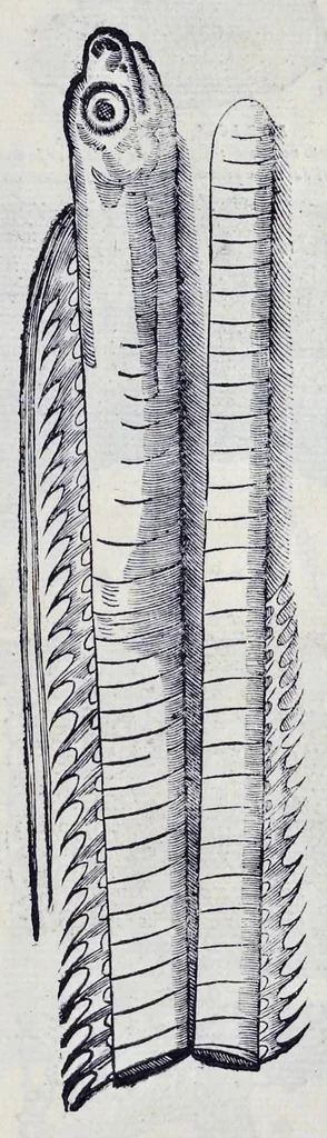 An illustration from Historia natvrale, 1672, leaf 700