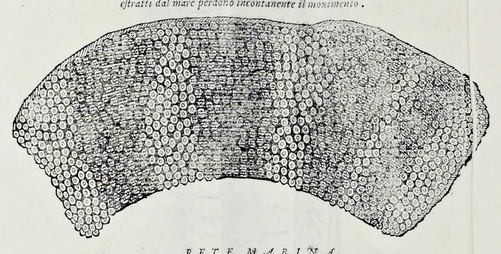 An illustration from Historia natvrale, 1672, leaf 701