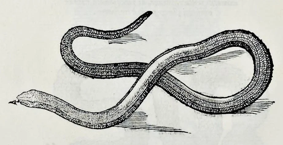 An illustration from Historia natvrale, 1672, leaf 703