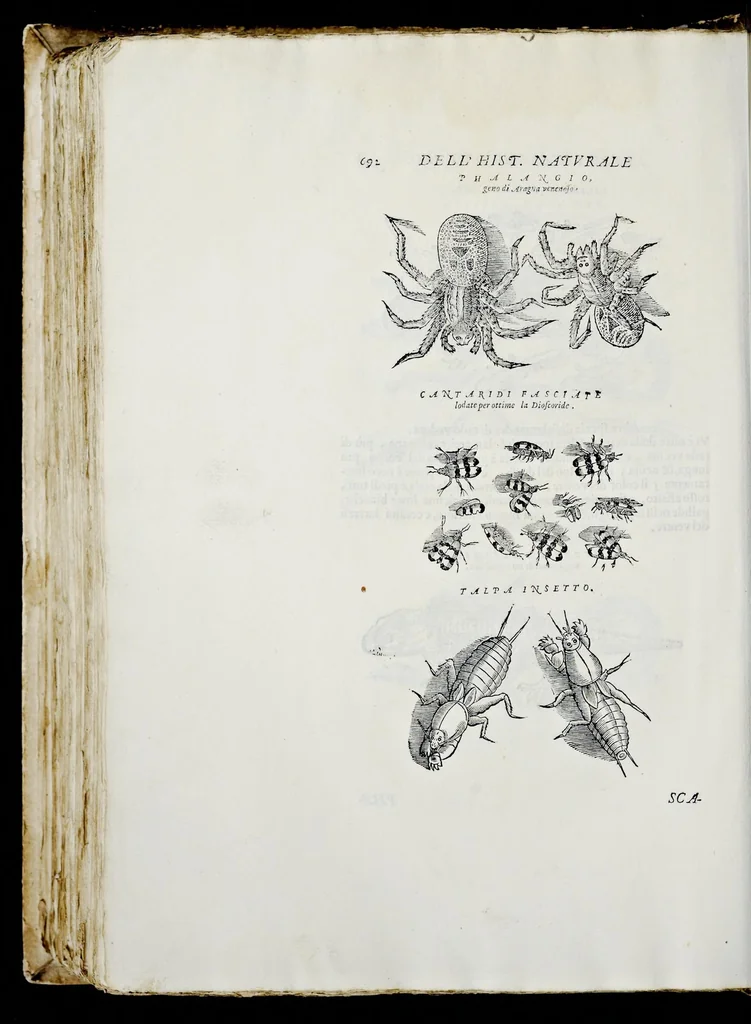 An illustration from Historia natvrale, 1672, leaf 705