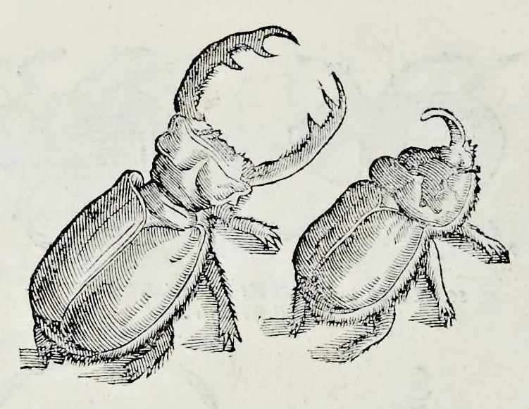 An illustration from Historia natvrale, 1672, leaf 707