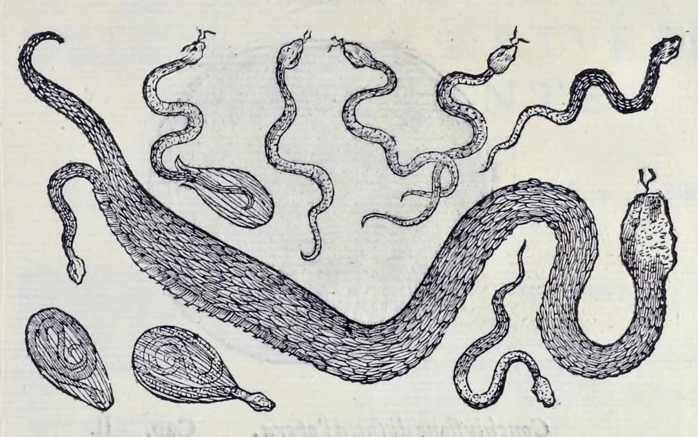 An illustration from Historia natvrale, 1672, leaf 708