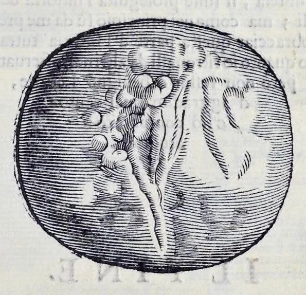 An illustration from Historia natvrale, 1672, leaf 708