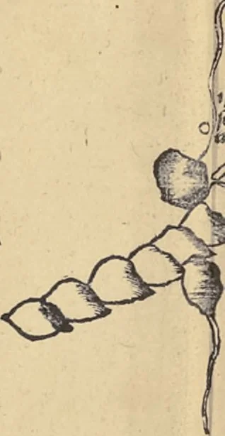 An illustration from Clavdii Ptolemaei Alexandrini Geographicae enarrationis libri octo, 1541, leaf 241