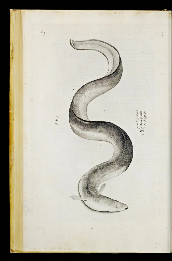 An illustration from Aqvatilium animalivm historiæ, liber primvs : cum eorvmdem formis, ære excvsis, 1554, leaf 147