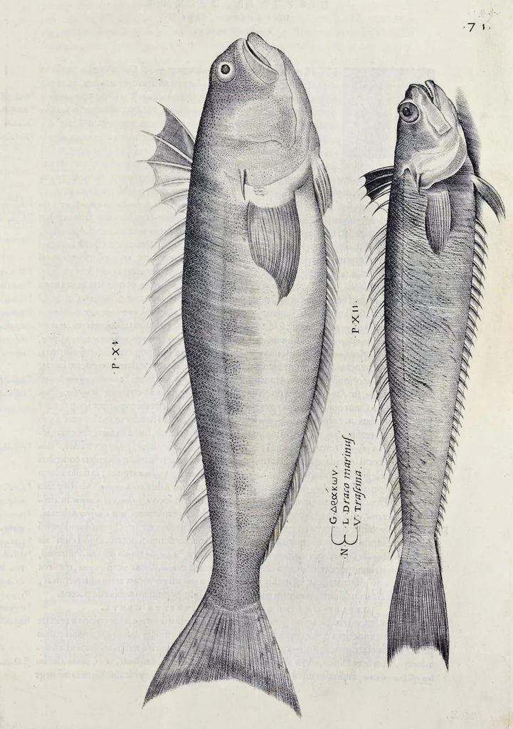 An illustration from Aqvatilium animalivm historiæ, liber primvs : cum eorvmdem formis, ære excvsis, 1554, leaf 160