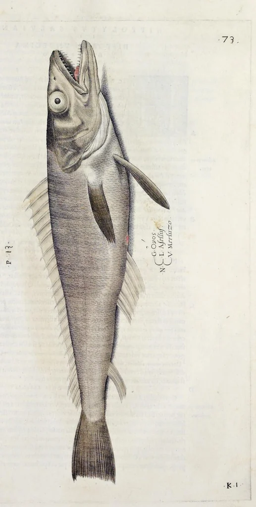 An illustration from Aqvatilium animalivm historiæ, liber primvs : cum eorvmdem formis, ære excvsis, 1554, leaf 164