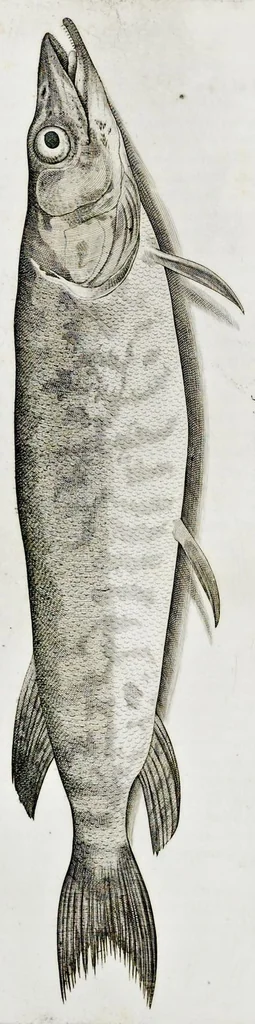 An illustration from Aqvatilium animalivm historiæ, liber primvs : cum eorvmdem formis, ære excvsis, 1554, leaf 207