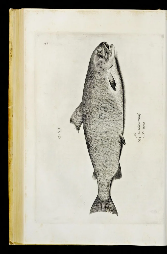 An illustration from Aqvatilium animalivm historiæ, liber primvs : cum eorvmdem formis, ære excvsis, 1554, leaf 211