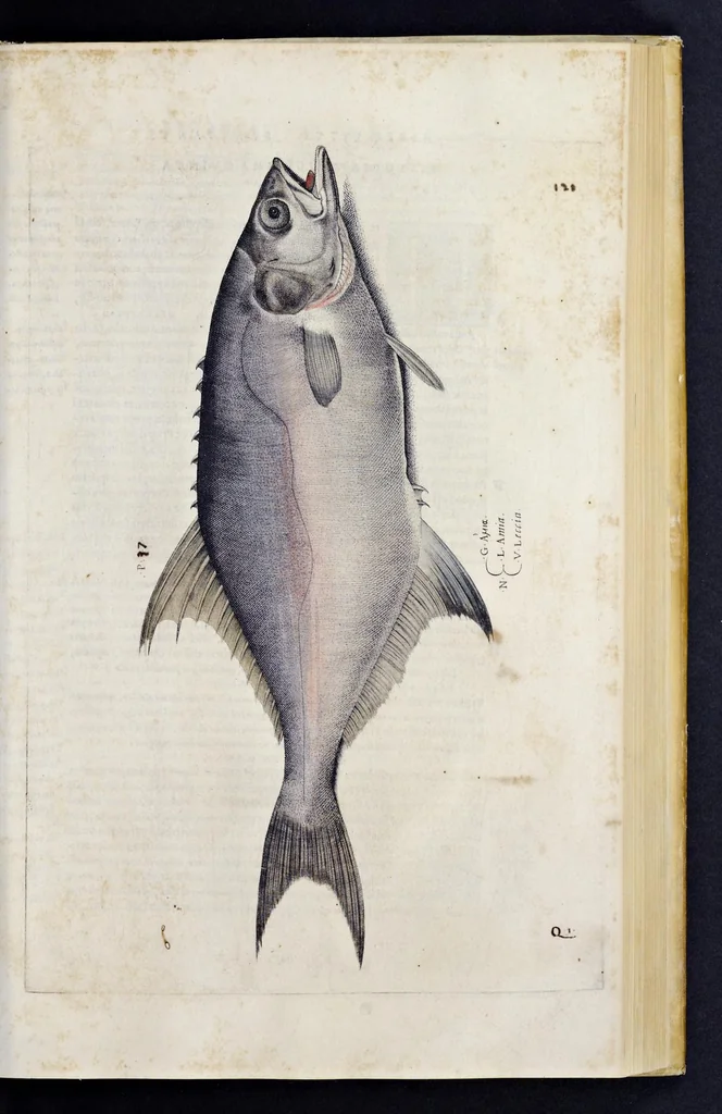 An illustration from Aqvatilium animalivm historiæ, liber primvs : cum eorvmdem formis, ære excvsis, 1554, leaf 260
