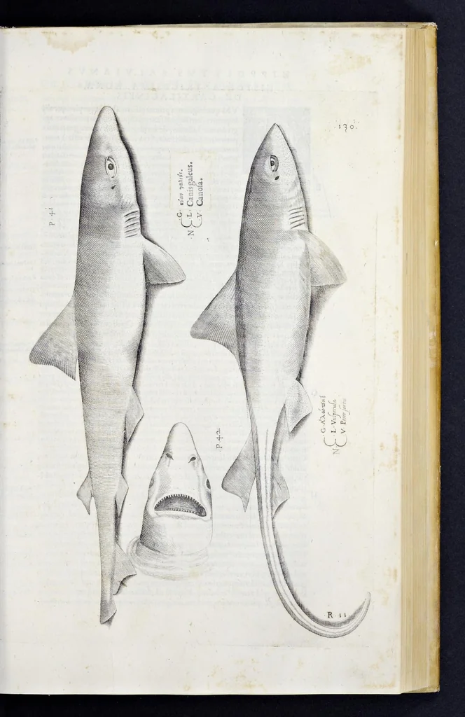 An illustration from Aqvatilium animalivm historiæ, liber primvs : cum eorvmdem formis, ære excvsis, 1554, leaf 278