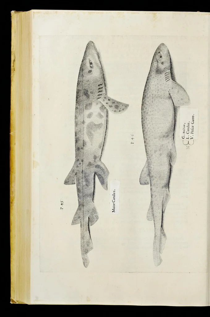An illustration from Aqvatilium animalivm historiæ, liber primvs : cum eorvmdem formis, ære excvsis, 1554, leaf 293