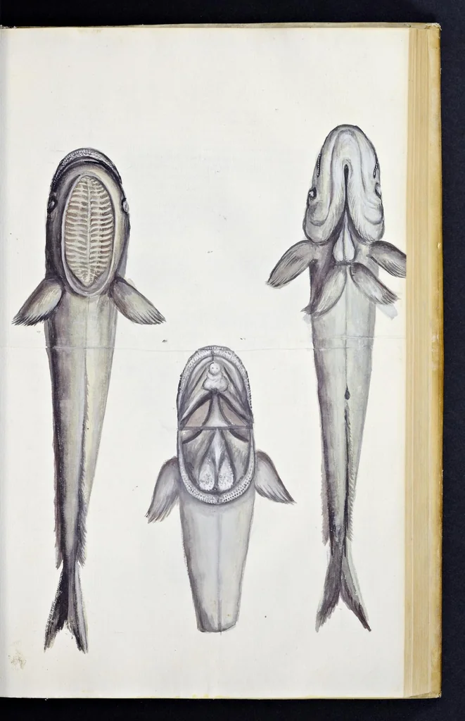 An illustration from Aqvatilium animalivm historiæ, liber primvs : cum eorvmdem formis, ære excvsis, 1554, leaf 302