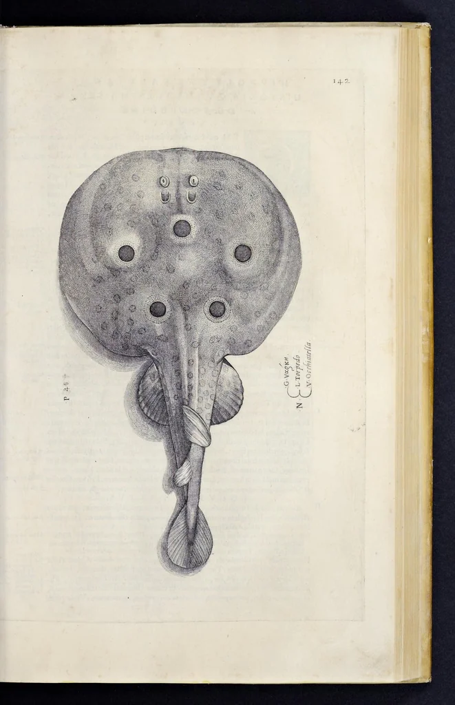 An illustration from Aqvatilium animalivm historiæ, liber primvs : cum eorvmdem formis, ære excvsis, 1554, leaf 304