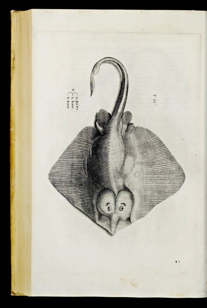 An illustration from Aqvatilium animalivm historiæ, liber primvs : cum eorvmdem formis, ære excvsis, 1554, leaf 317