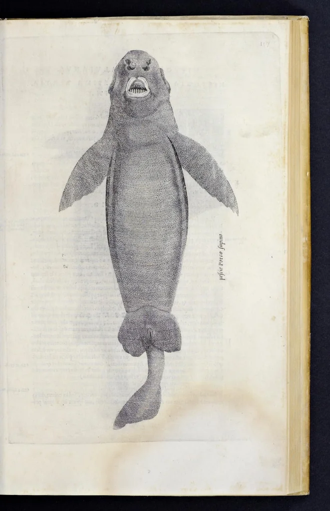 An illustration from Aqvatilium animalivm historiæ, liber primvs : cum eorvmdem formis, ære excvsis, 1554, leaf 334