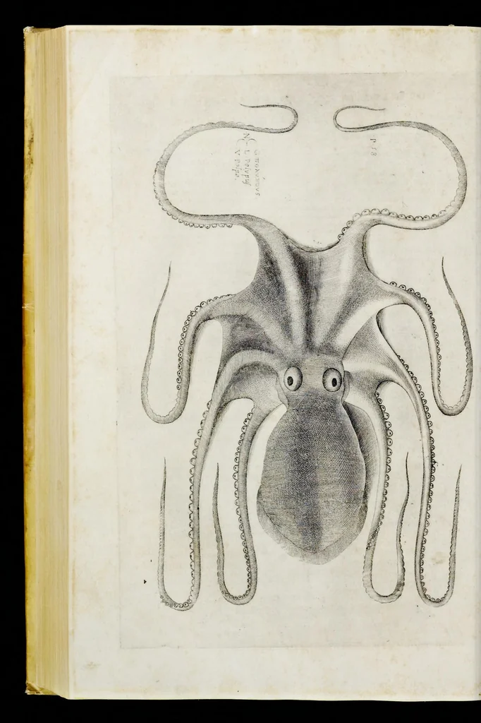An illustration from Aqvatilium animalivm historiæ, liber primvs : cum eorvmdem formis, ære excvsis, 1554, leaf 339