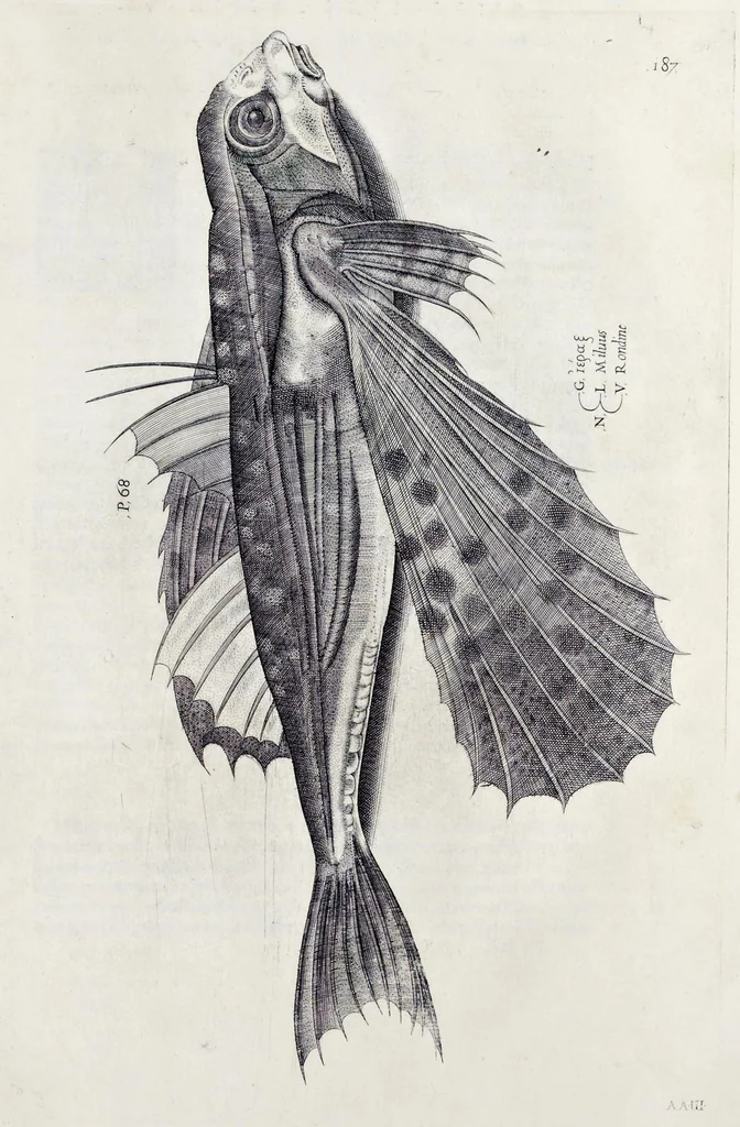 An illustration from Aqvatilium animalivm historiæ, liber primvs : cum eorvmdem formis, ære excvsis, 1554, leaf 394