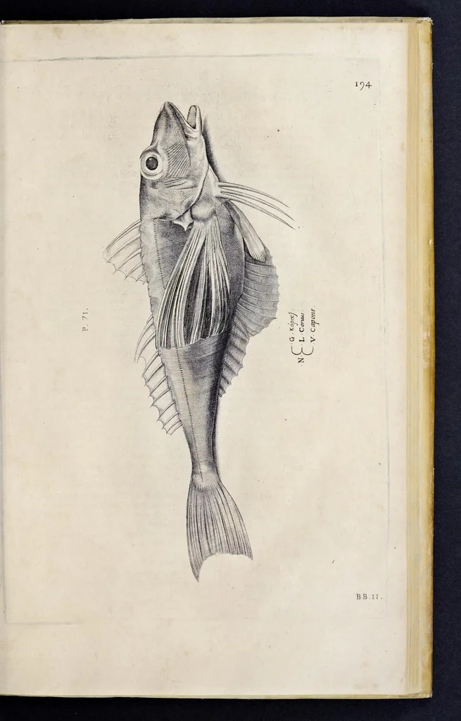 An illustration from Aqvatilium animalivm historiæ, liber primvs : cum eorvmdem formis, ære excvsis, 1554, leaf 408