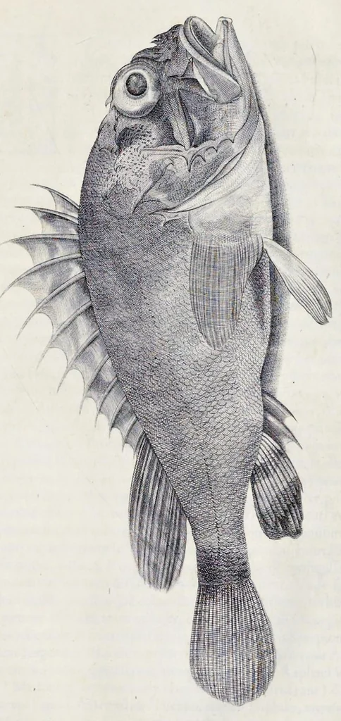 An illustration from Aqvatilium animalivm historiæ, liber primvs : cum eorvmdem formis, ære excvsis, 1554, leaf 422
