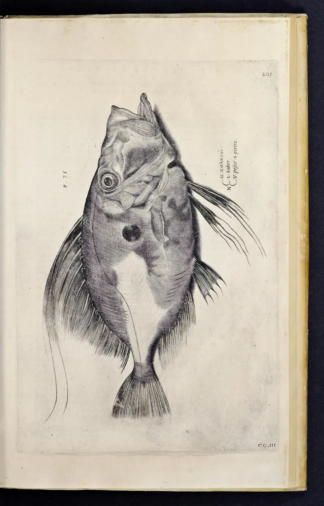 An illustration from Aqvatilium animalivm historiæ, liber primvs : cum eorvmdem formis, ære excvsis, 1554, leaf 426