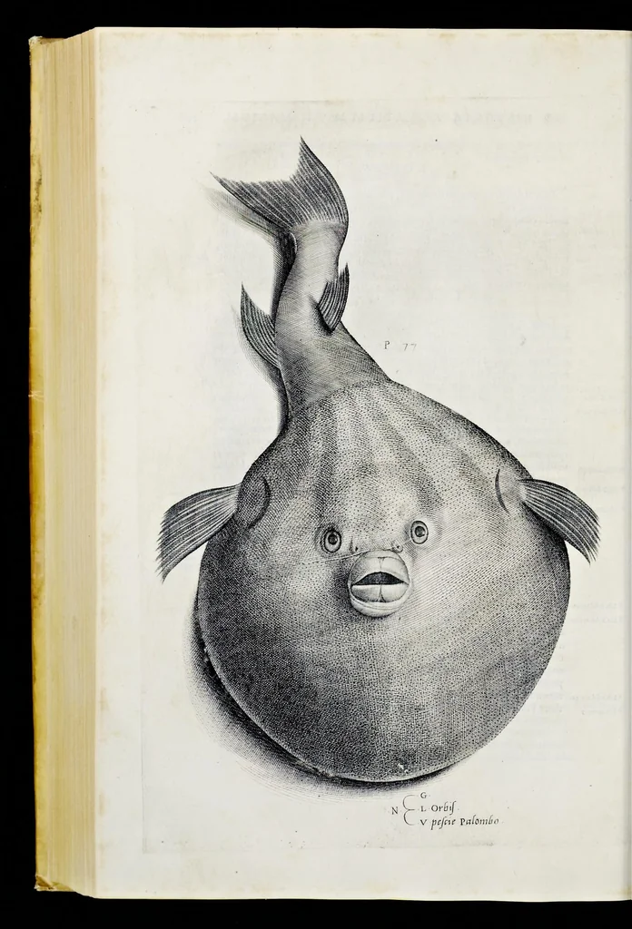 An illustration from Aqvatilium animalivm historiæ, liber primvs : cum eorvmdem formis, ære excvsis, 1554, leaf 437